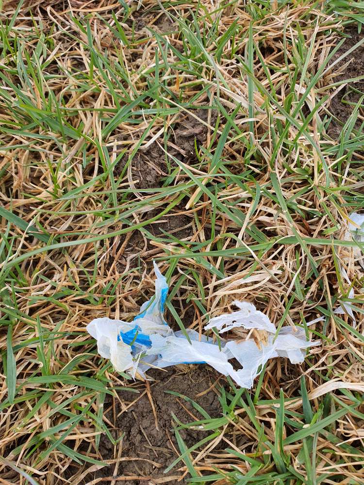 Giftköder-Rattengift-Profilbild