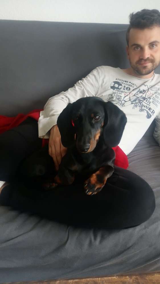 Hundetreffen-Spaziergang in St. Georgen-Profilbild