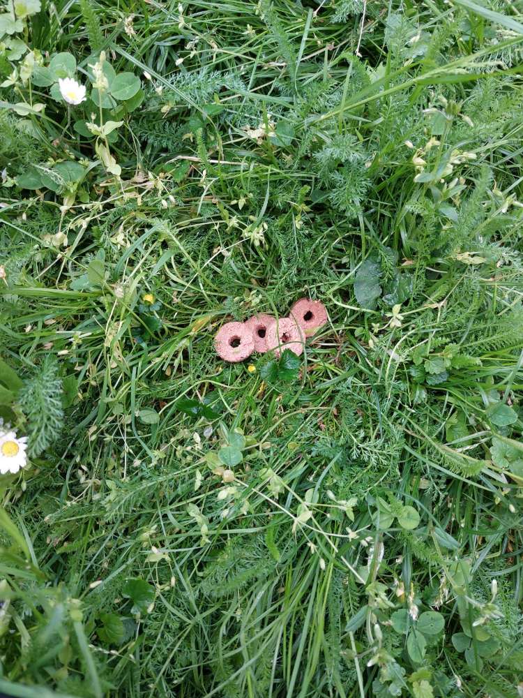 Giftköder-Rohes Fleisch am Boden plaziert-Profilbild