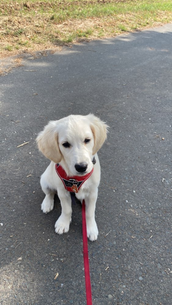 Hundetreffen-Welpenspielrunde-Profilbild