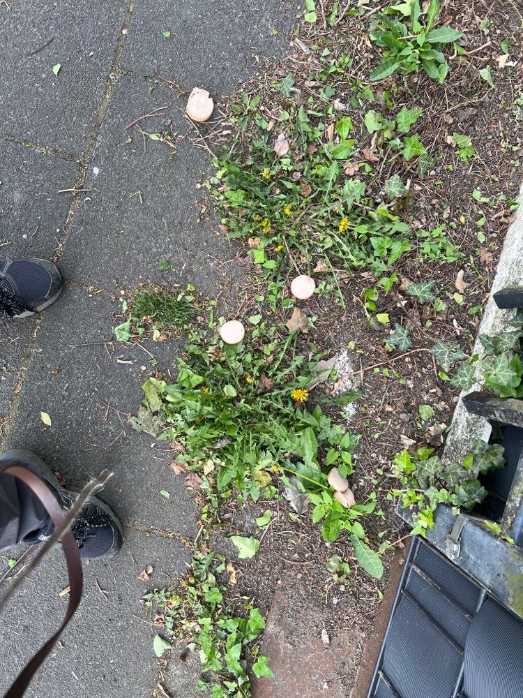 Giftköder-potentieller Giftköder-Profilbild