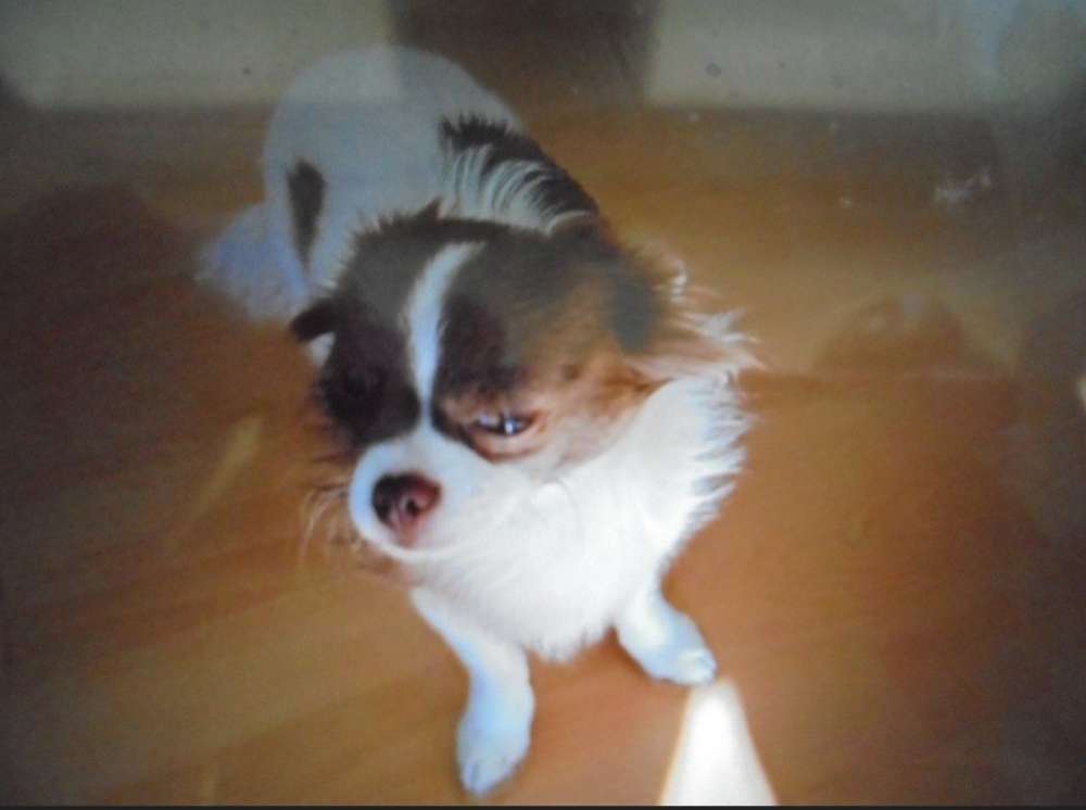 Suchmeldung-Chihuahua vermisst-Profilbild