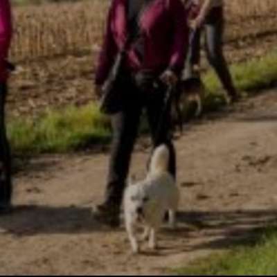 Hundetreffen-🐕💖Zwergl Tour🐕💖- Doggy Walk- kleine Hunde gemeinsam an der Leine unterwegs 🐾✨-Profilbild