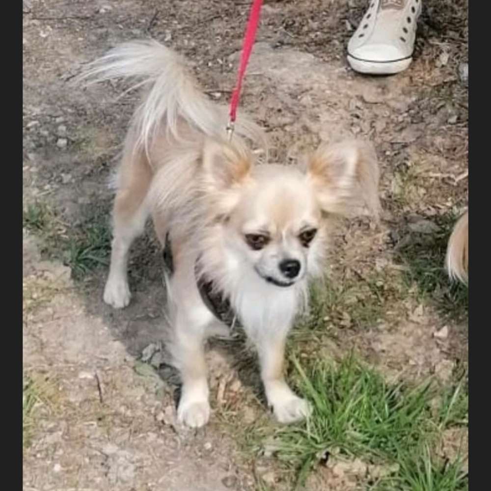 Suchmeldung-Benny-Profilbild