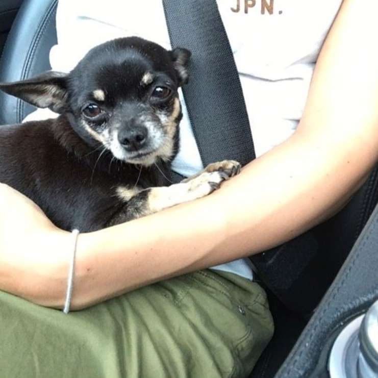 Suchmeldung-Chihuahua vermisst-Profilbild