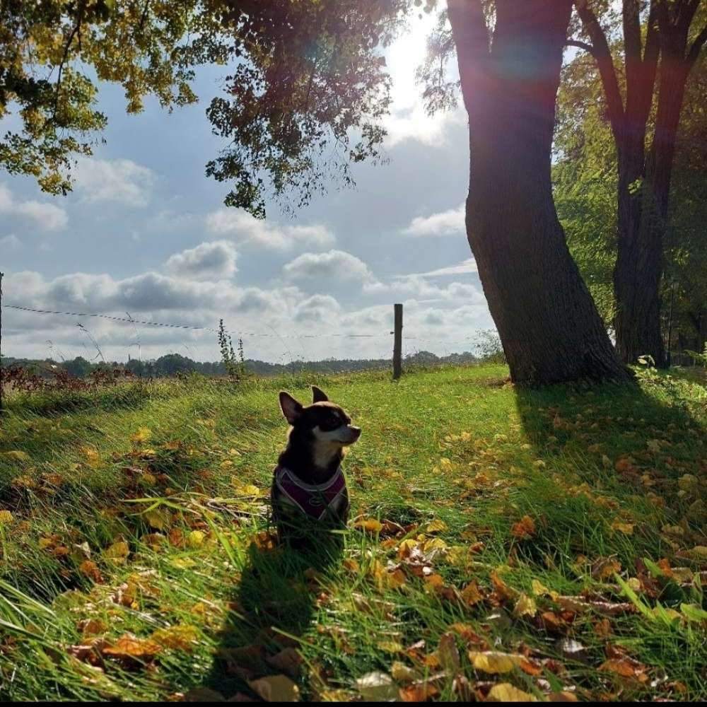 Hundetreffen-💕🐾die Minis🐾💕der Mini Hunde Treff-Profilbild
