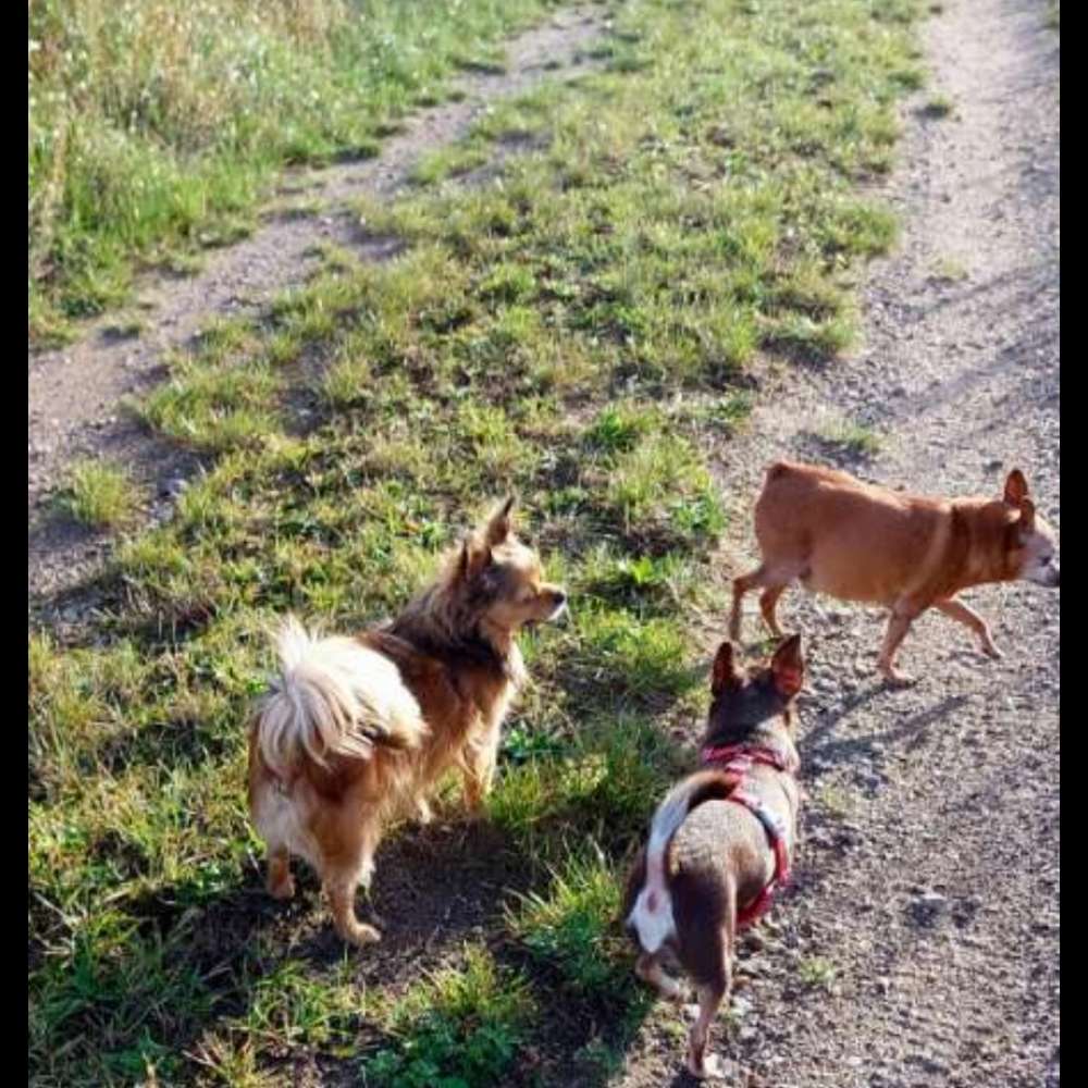 Hundetreffen-💕🐾die Minis🐾💕der Mini Hunde Treff-Profilbild