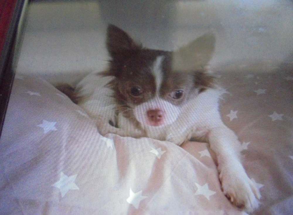 Suchmeldung-Chihuahua vermisst-Bild