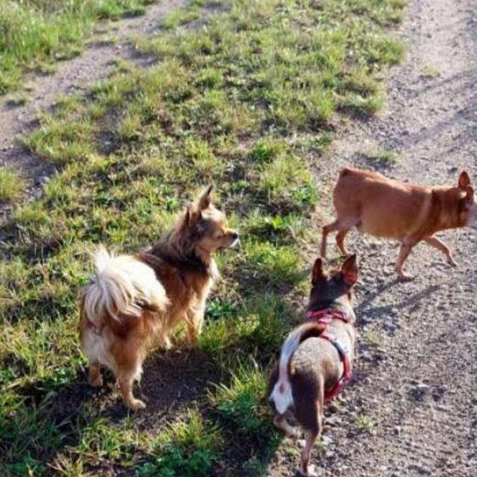 Hundetreffen-🐕 kleine Hundekumpels für Gassi Runde 🐾💕-Profilbild