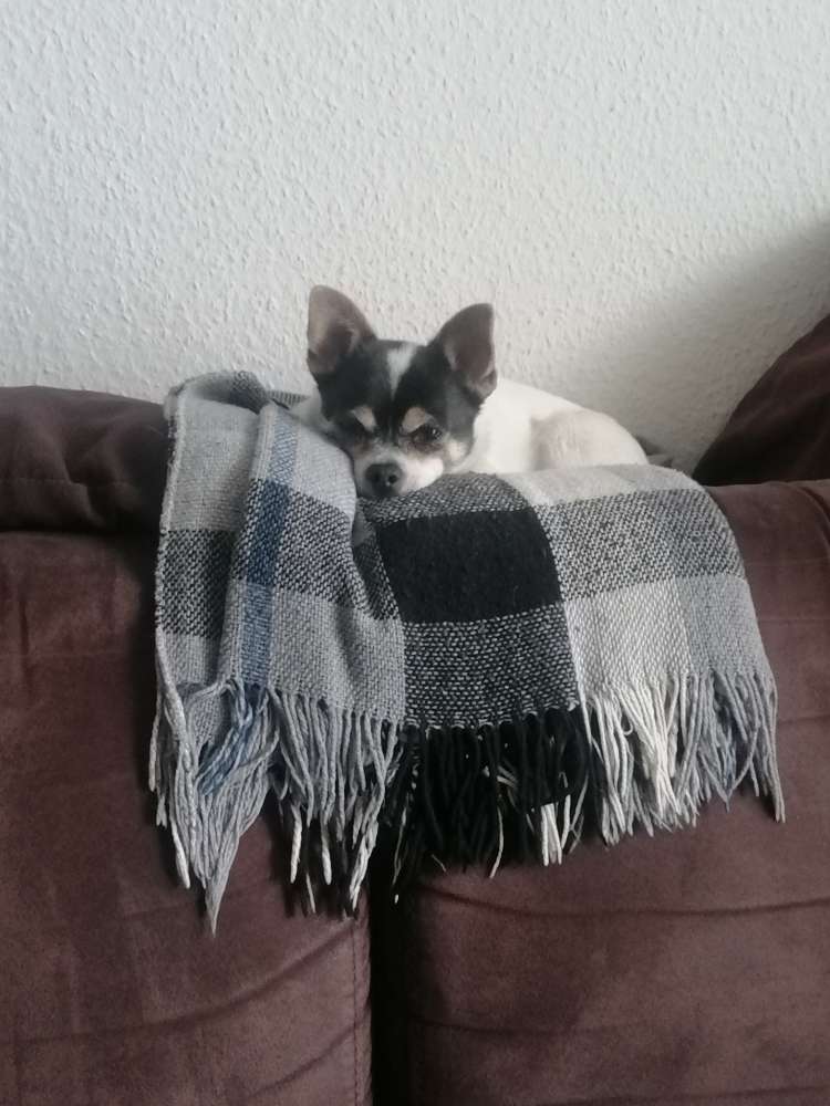 Hundetreffen-Suche Spielfreunde für meinen Joshi-Profilbild