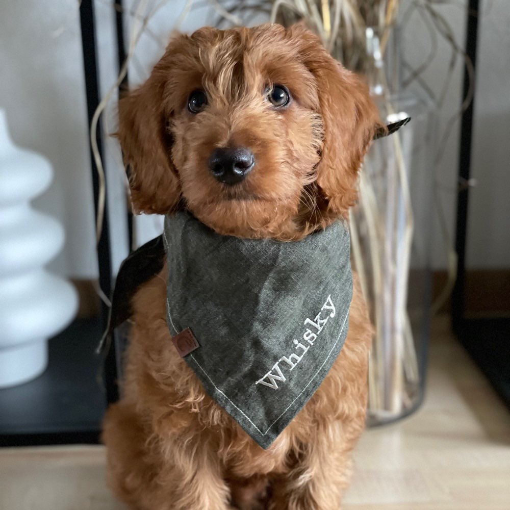 Hundetreffen-Welpentreffen in Lüneburg oder in Egestorf-Profilbild