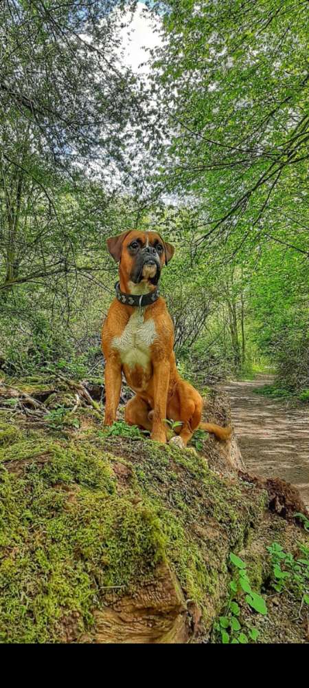 Hundetreffen-Spielkameraden gesucht-Profilbild