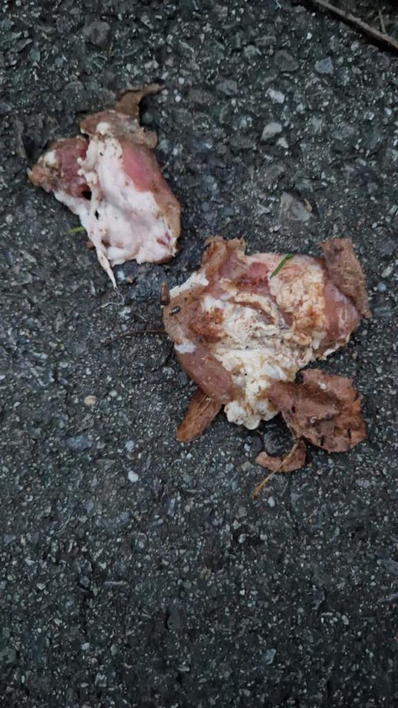 Giftköder-Fleischstücke-Profilbild