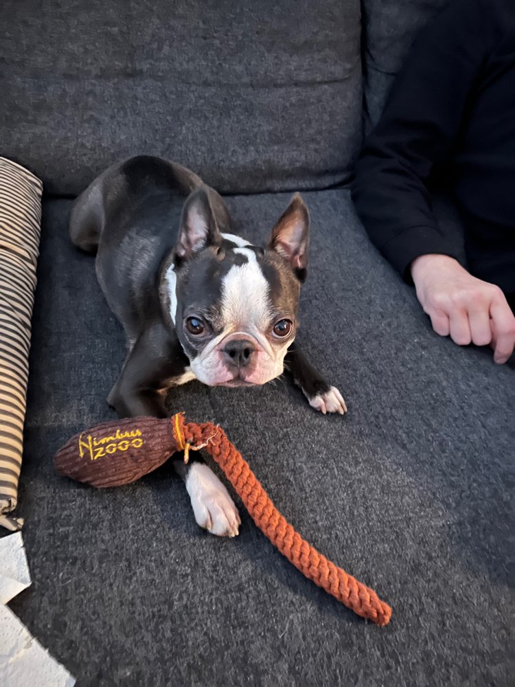 Hundetreffen-Gegend kennenlernen und ruhige Runden-Profilbild