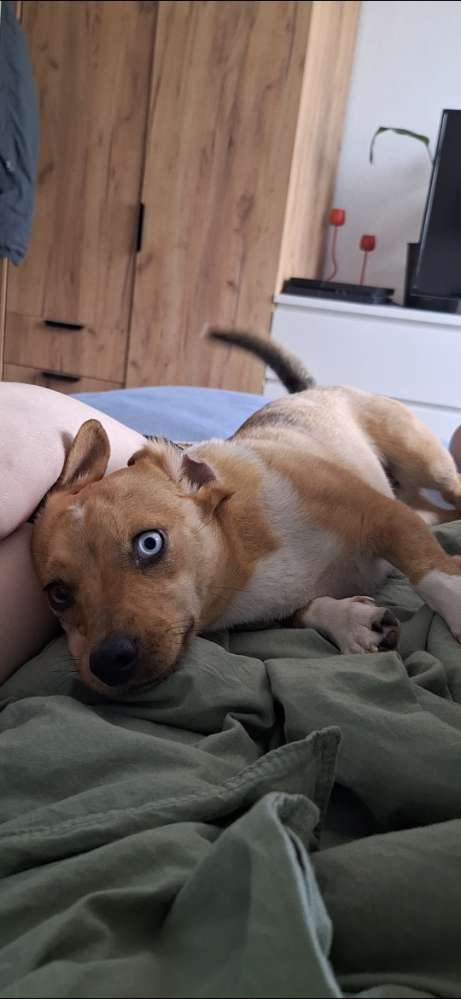 Hundetreffen-🐶 Gassi- & Spielpartner-Profilbild