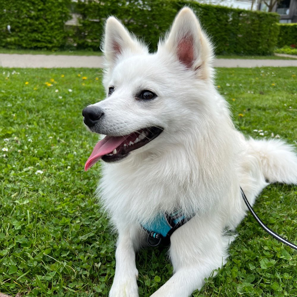 Hundetreffen-Spielkameraden gesucht 🐕-Profilbild