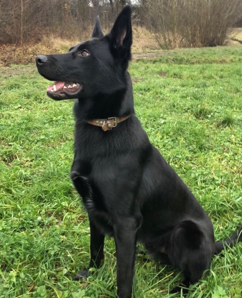 Hundetreffen-Hunde treffen in Hildesheim und Umgebung-Profilbild