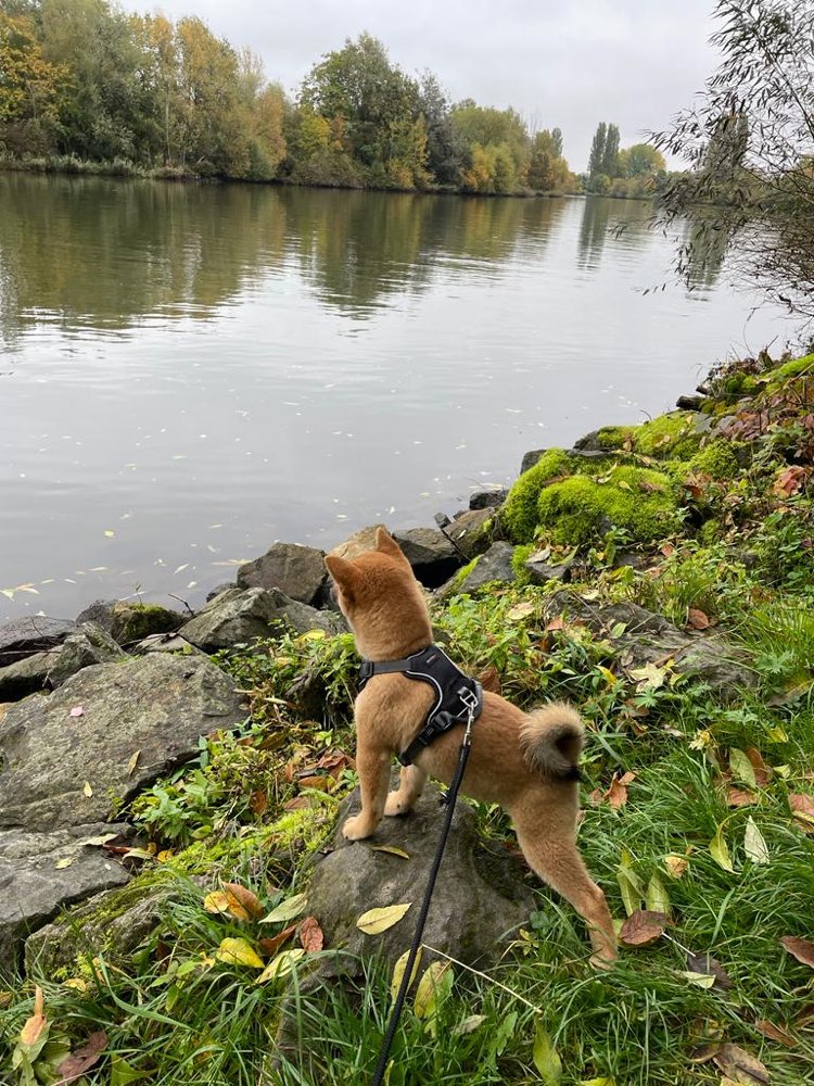 Hundetreffen-Welpentreff-Profilbild