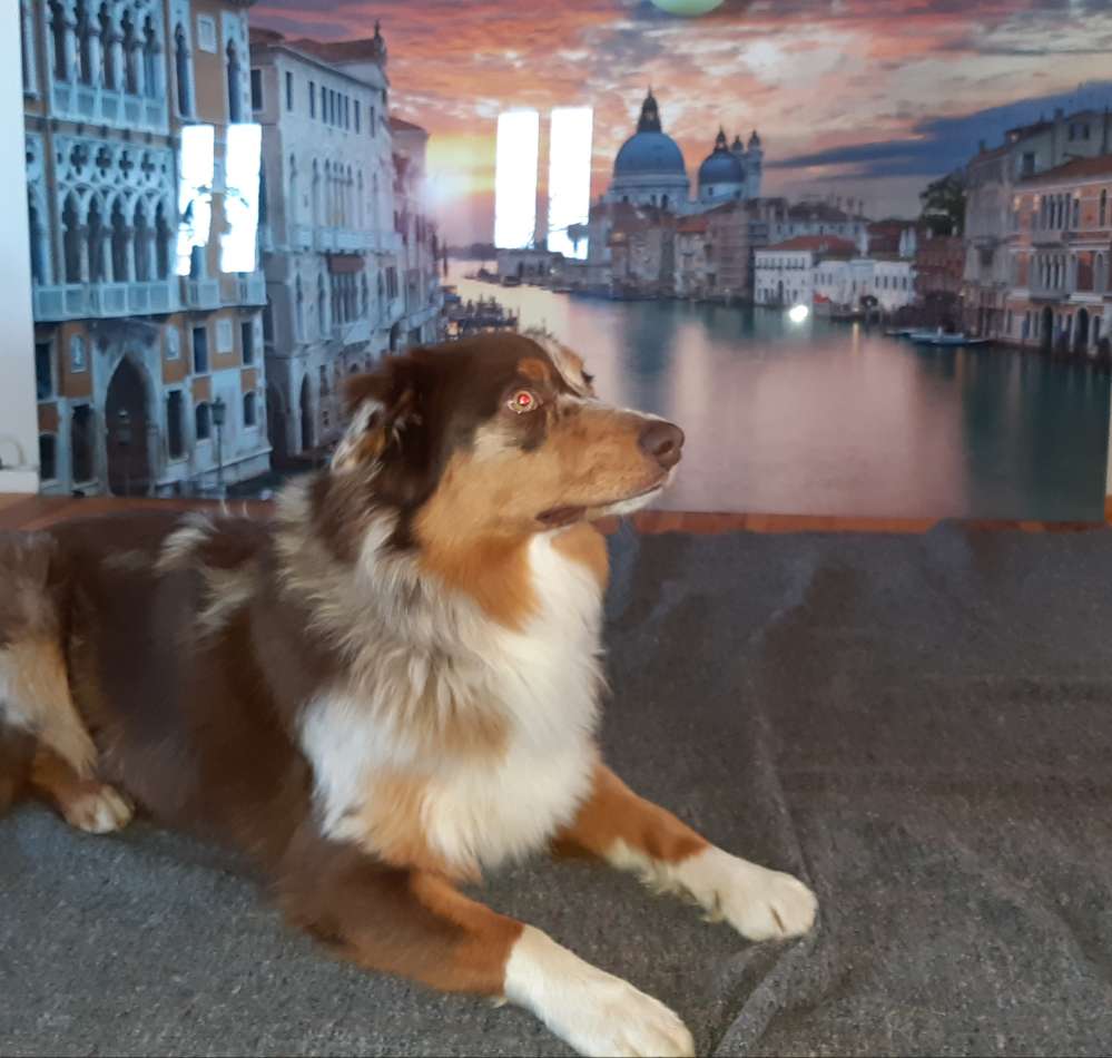 Hundetreffen-Spiel und Gassirunde wiesentheid und Umgebung-Profilbild