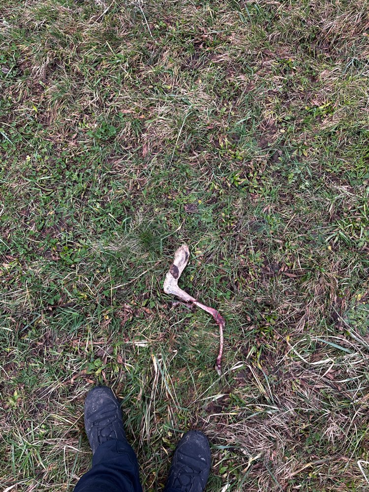 Giftköder-Überreste Kaninchen-Profilbild