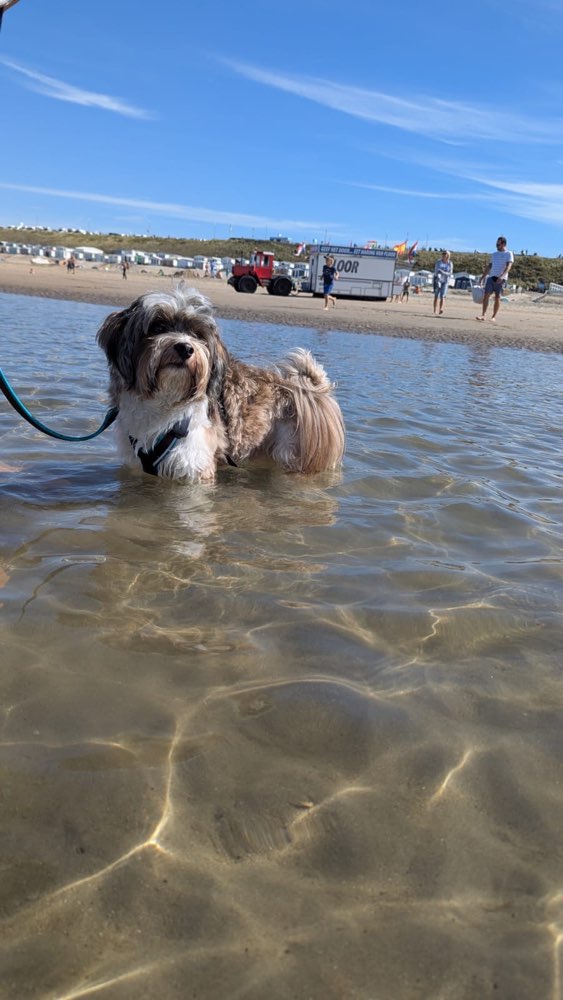 Hundetreffen-Havaneser Treff-Profilbild