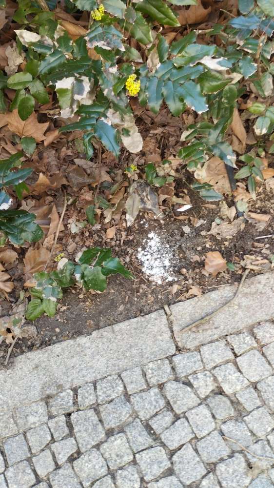 Giftköder-weißes Pulver vor orangenem Baucontainer-Profilbild