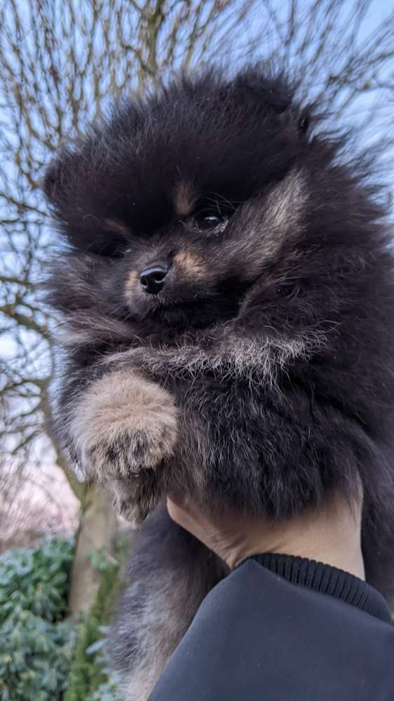 Hundetreffen-Kleinhunde Welpen Treffen-Profilbild