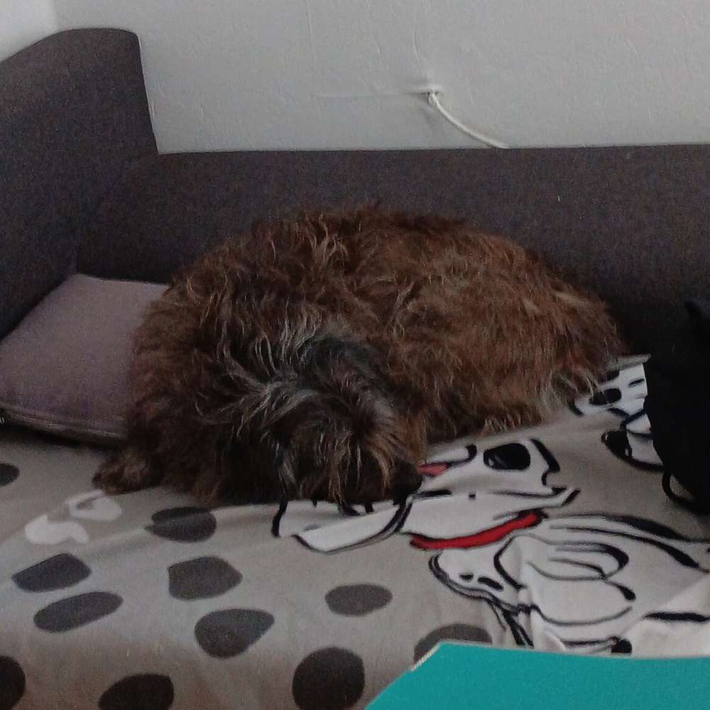 Hundetreffen-Seniorentreffen Düren 🐕-Profilbild