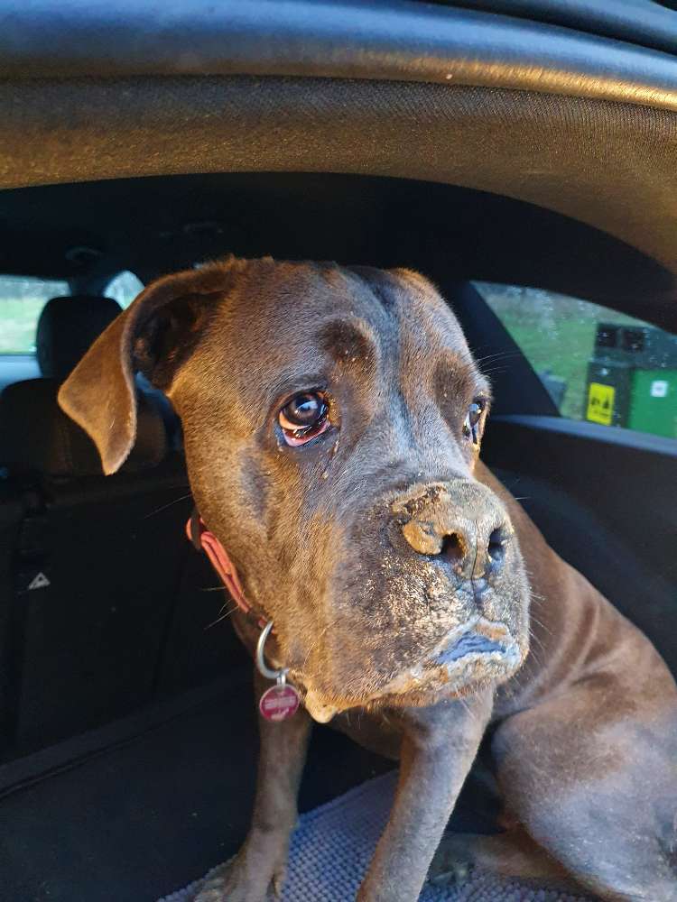 Hundetreffen-Gassirunde 77886 Lauf und nähere Umgebung-Profilbild