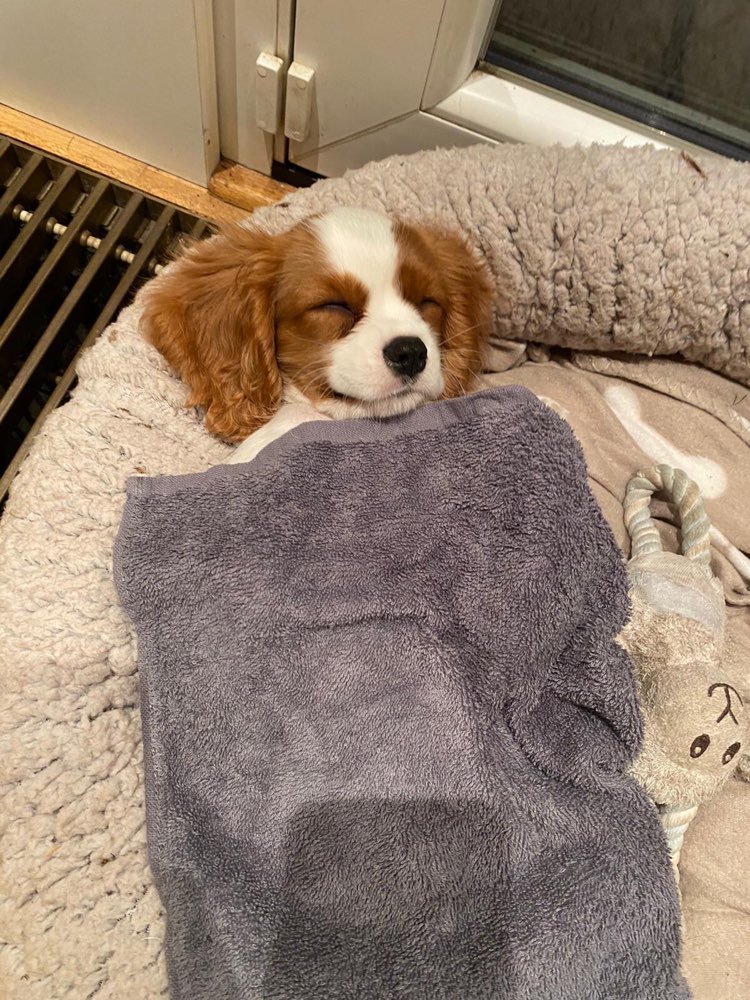 Hundetreffen-Suche Welpen Partner zum erkunden der Welt-Profilbild