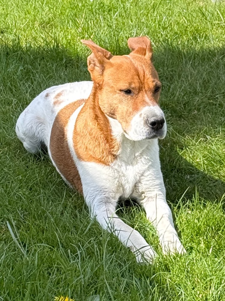 Hundetreffen-Spaziergang-Profilbild
