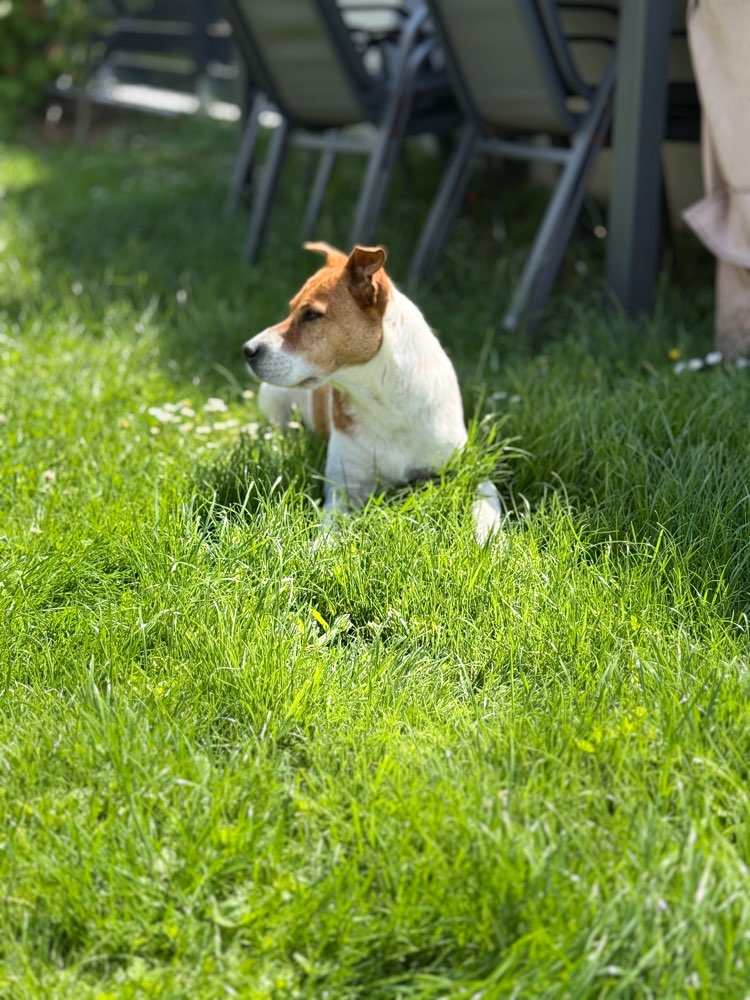 Hundetreffen-Mary 7 Jahre-Profilbild