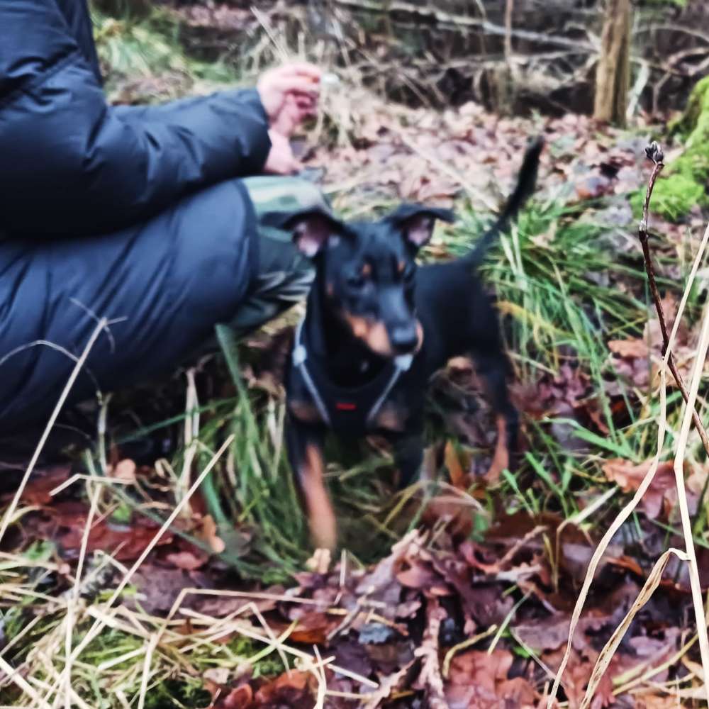 Hundetreffen-Gassi- und Spielfreund-Profilbild
