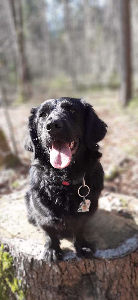 Hundetreffen-Spielen und Wandern-Profilbild