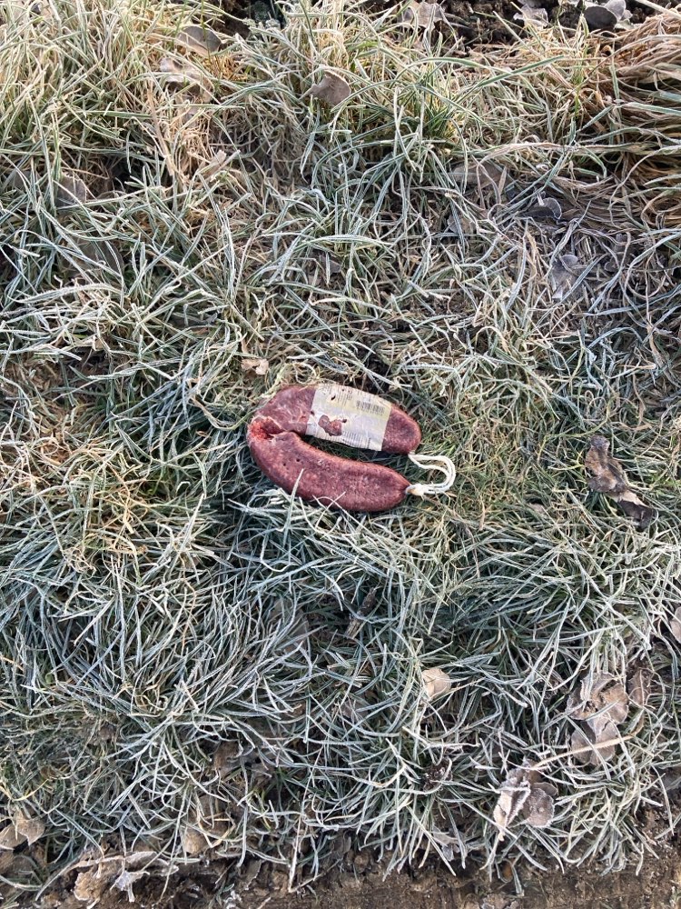 Giftköder-Vermutlich Giftköder-Profilbild