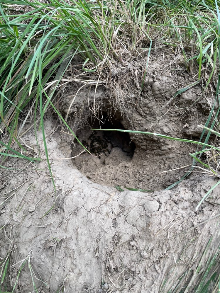 Giftköder-Erdwespen-Profilbild