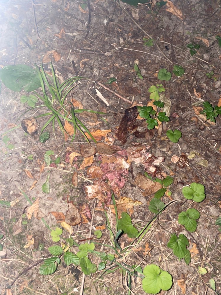 Giftköder-Mögliche Giftköder-Profilbild