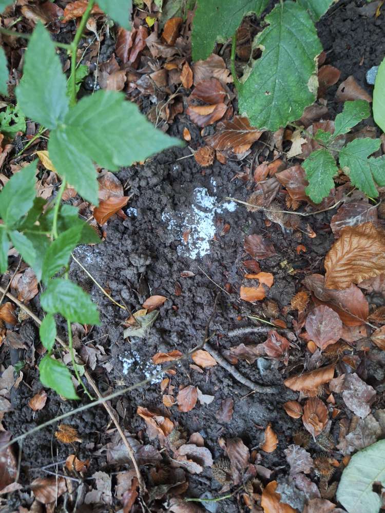 Giftköder-Mgl. Gift-Profilbild