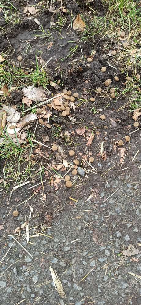 Giftköder-Evtl. Hundefutter ausgelegt-Profilbild