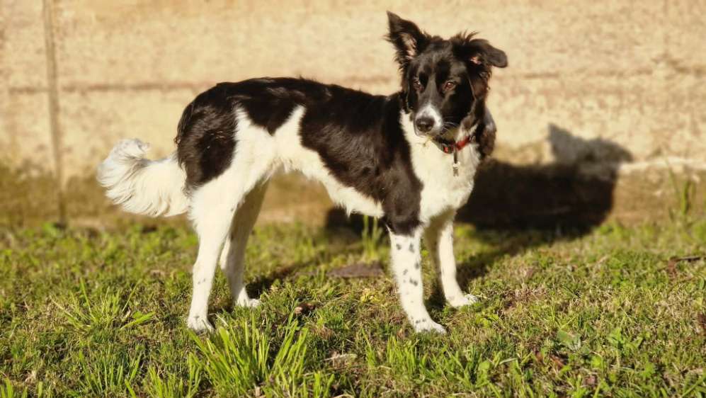 Hundetreffen-Ahi's pawfrends-Profilbild