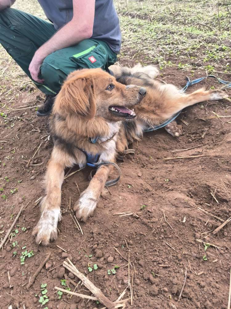 Hundetreffen-Gassi- und Spielfreunde-Profilbild