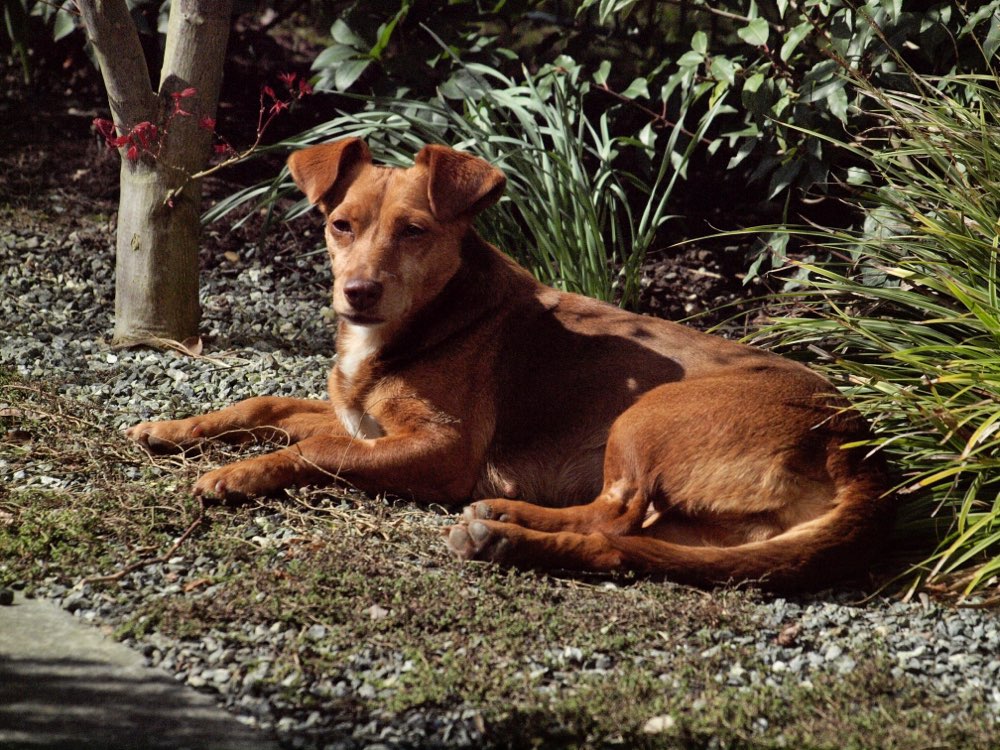 Hundetreffen-Kleinhundetreff Kaiserswerth/ Kalkum-Profilbild