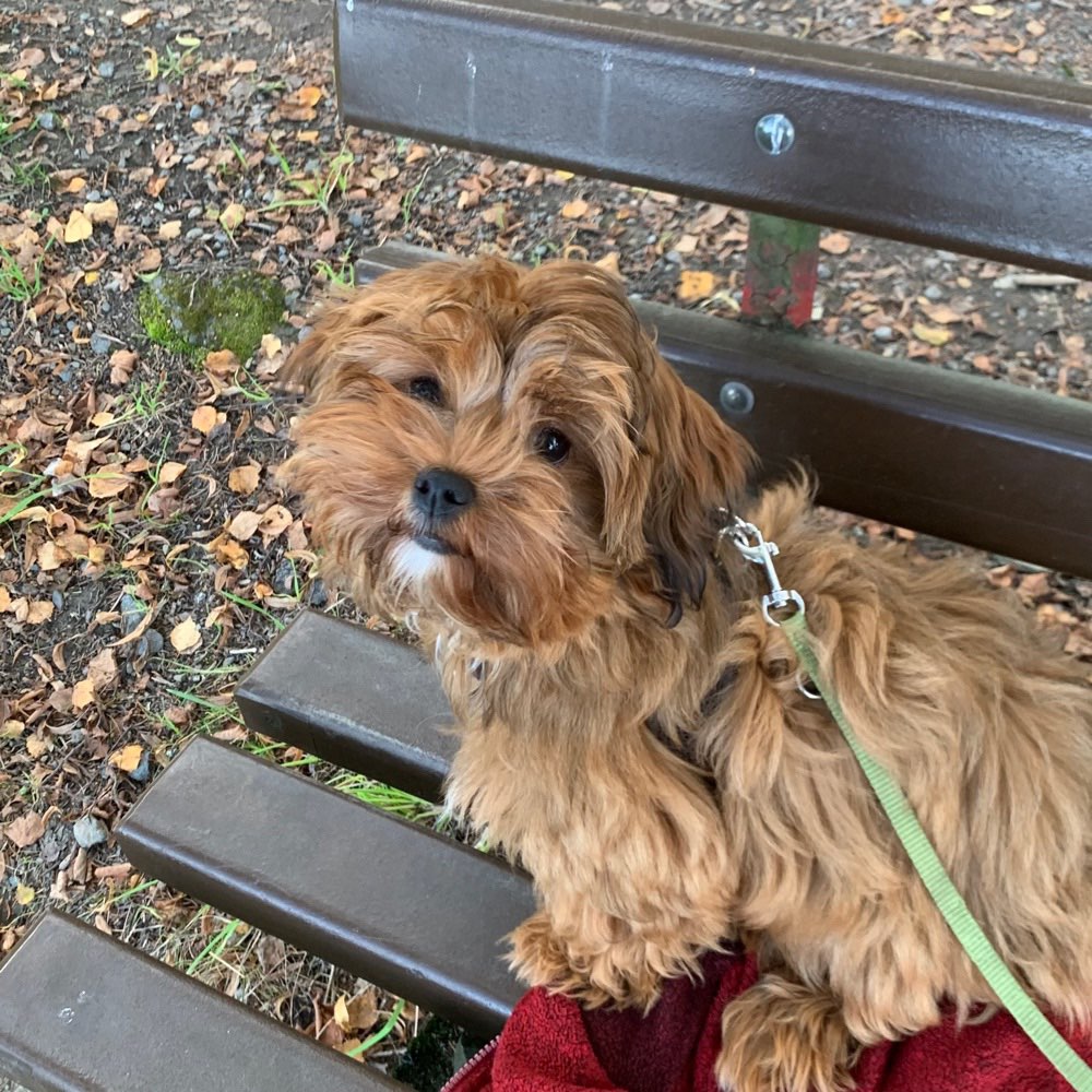 Hundetreffen-Suchen Trainings-und Spielbuddy-Profilbild