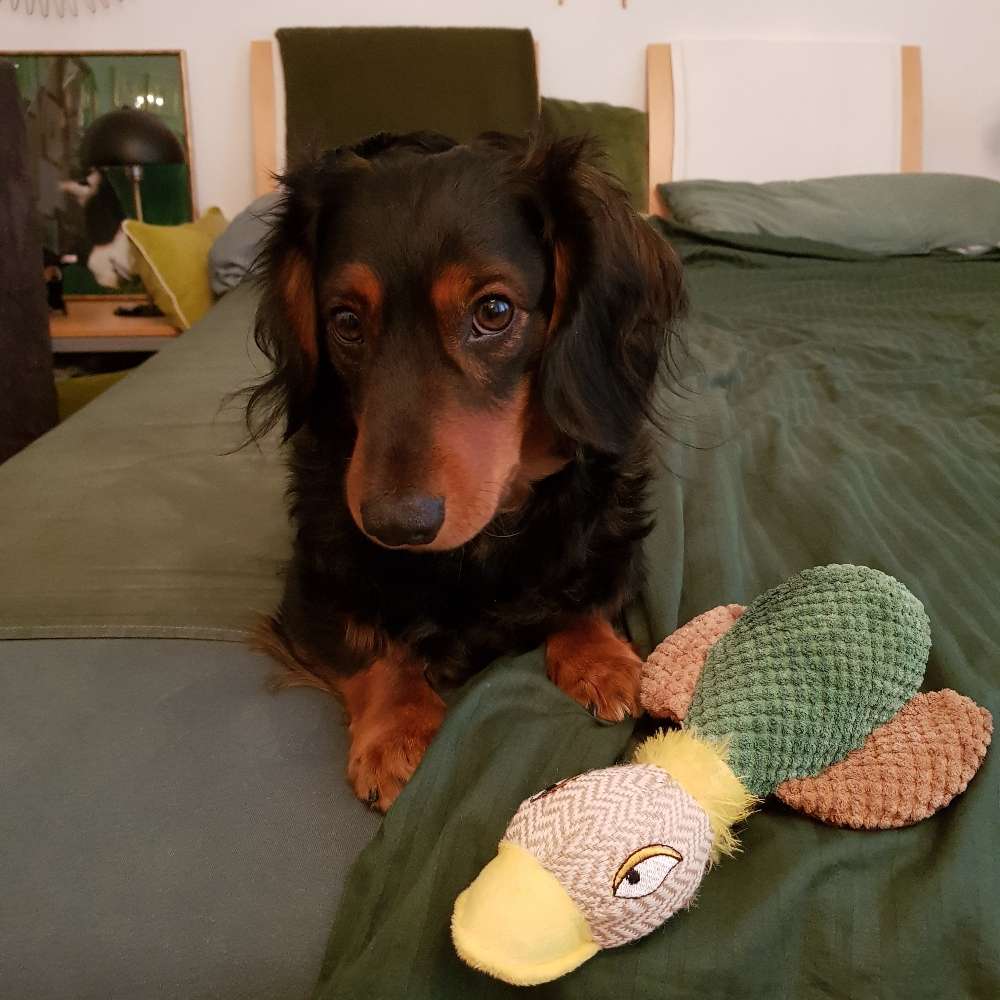 Hundetreffen-Freunde für Teddy-Profilbild