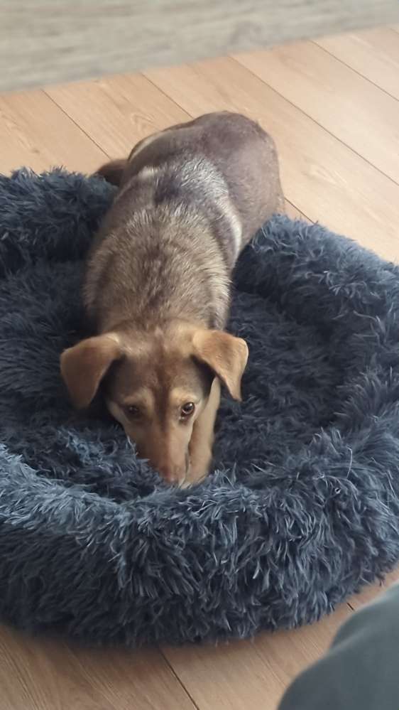 Hundetreffen-Hundebegegnungen üben-Profilbild