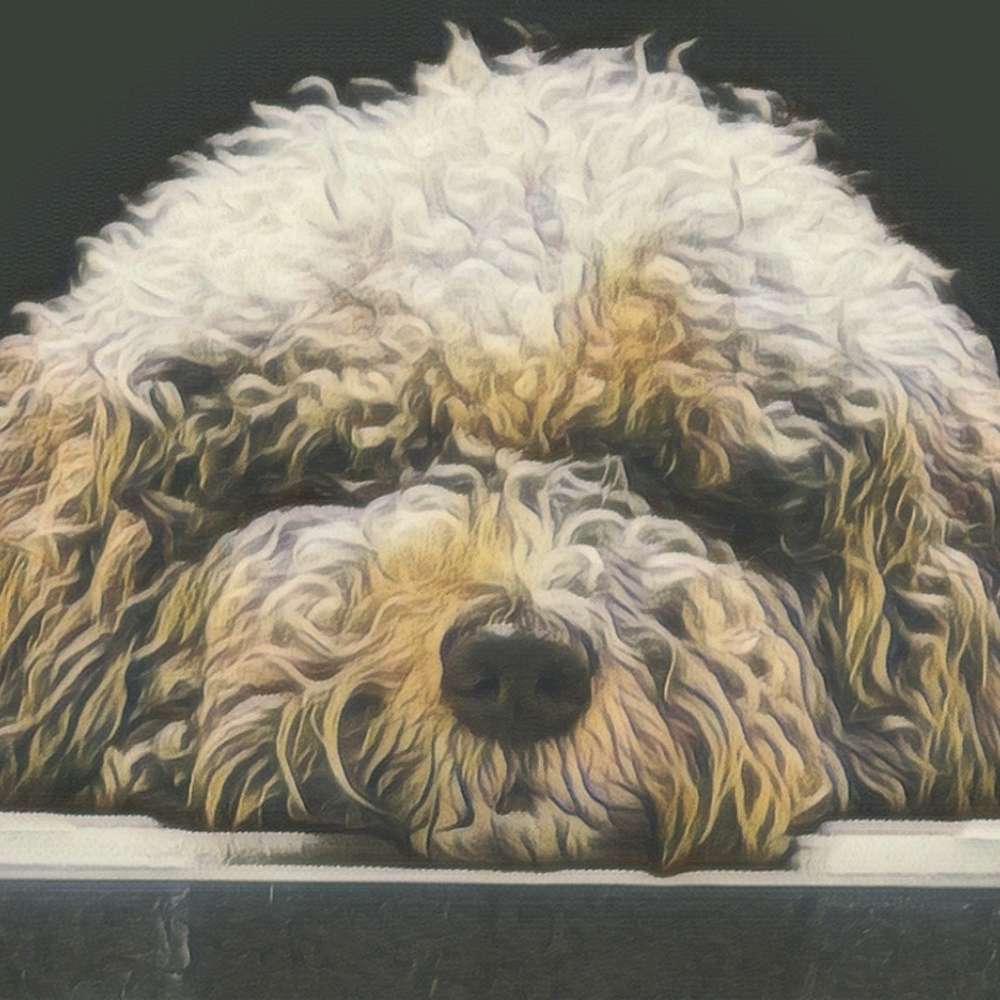 Hundetreffen-Mantrailing Bad Kreuznach /Alzey-Profilbild