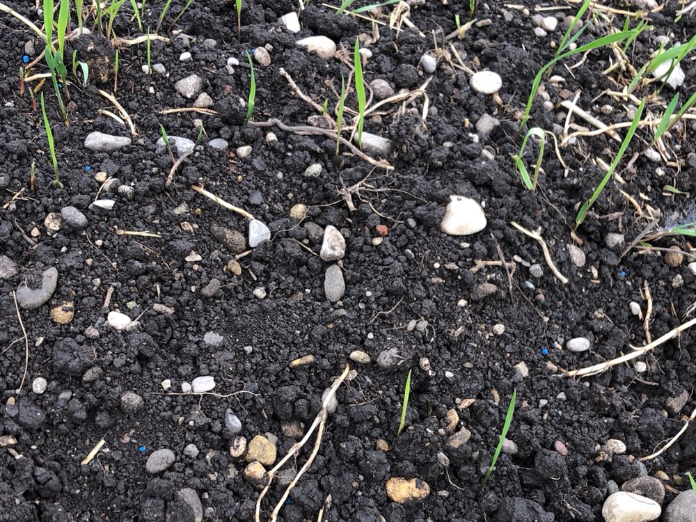 Giftköder-Vereinzelt Schneckenkorn am Wegrand-Profilbild