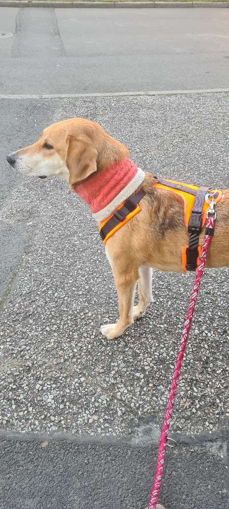 Hundetreffen-Gemeinsames Gassi und Spielerlebnis-Profilbild