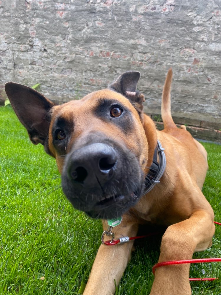 Hundetreffen-Sozialwalk ohne Sozial Kontakt-Profilbild