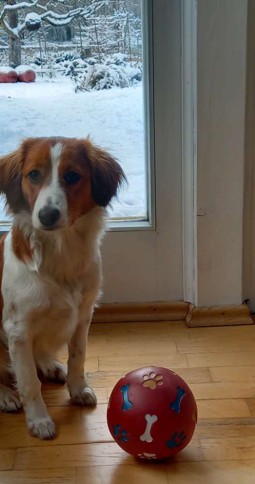 Hundetreffen-SPIELKAMERAD GESUCHT-Profilbild